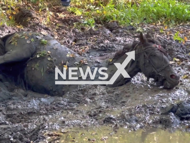 Image shows the rescue of a horse stuck in mud, undated photo. The rescue operation took place in the town of Heinsberg, in North Rhine-Westphalia, Germany on Tuesday, Nov. 1, 2022. Note: Photo is a screenshot from a video. (Newsflash)