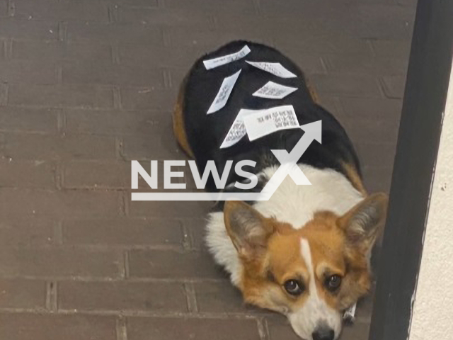 Picture shows the Corgi dog that wears sticky notes to avoid being fed by strangers in Nanning, Guangxi in China, undated. The dog is reportedly too fat and has refused to eat dog food because being fed by strangers. Note: Permission obtained for photo. (176999820/AsiaWire)