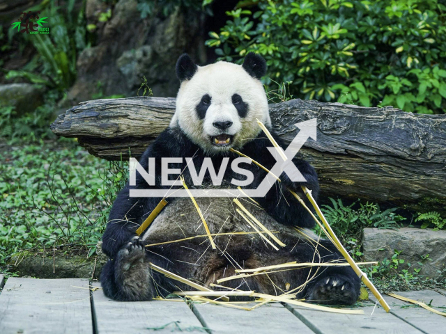 The giant panda named Yuanzai that goes on diet in Taipei Zoo, Taiwan. Note: Photo from press release. (Zhan Dechuan/AsiaWire)