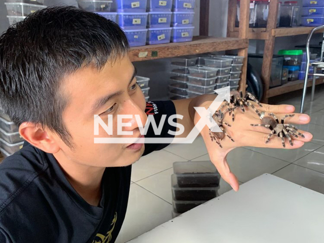 Exotic pets breeder, Aldo Tan, 33, poses with several spiders in an undated photo. Apart from spiders, Aldo Tan also keeps scorpions, centipedes, and some species of roaches. Note: We obtained permission for this photo. (@lapak.kaki.8/Newsflash)