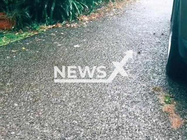 The poo Sasha Poldmaa, the Canadian New Zealander found on her driveway.
Note: Photo is a screenshot from a video(@sashapoldmaa/Newsflash).