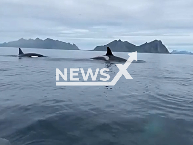 Picture shows the orcas that had a close encounter with Karianne Klovning, 24, in Svolvær, in Lofoten, Norway, in June 2021. According to Karianne, she wasn’t scared at all and was just filled with adrenaline and excitement. Note: This picture is a screenshot from the video (@kajakk.karianne/Newsflash).