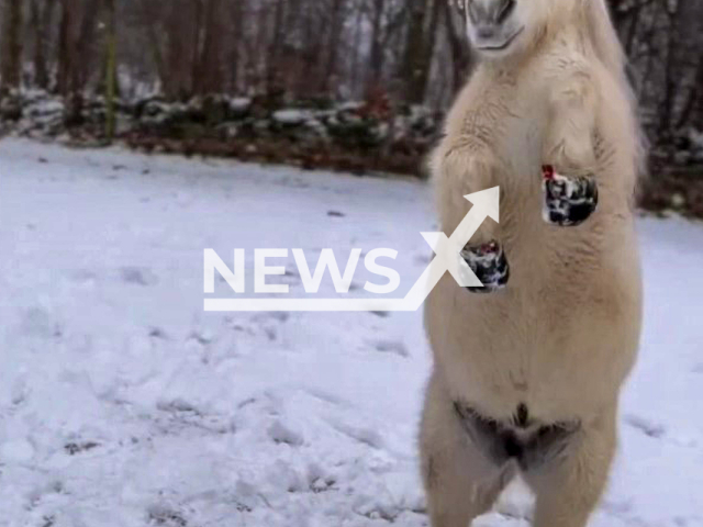 Adorable Shetland pony Alvin is an Instagram sensation. Note: Photo is a screenshot from the video (@playlovelearn.se/Newsflash)