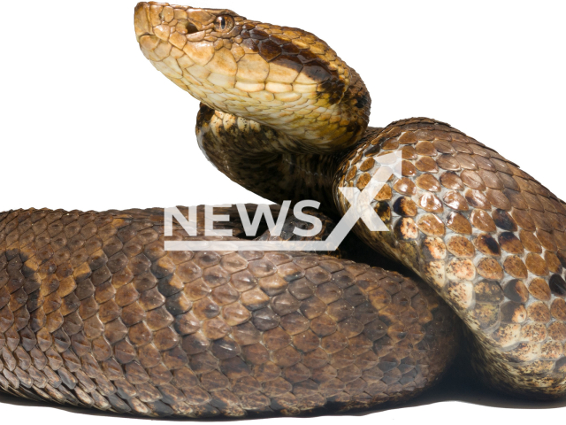 Image shows the newly described Toadheaded Pitviper Bothrocophias tulitoi sp. nov, undated photo. It was discovered by a South American team of scientists in October 2022. Note: Licensed content. (Juan Pablo Hurtado-Gomez/Newsflash)