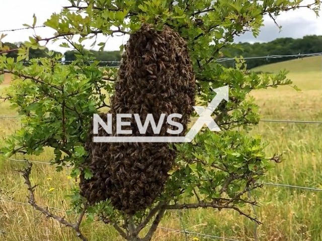 Illustrative image shows swarm of bees, undated. Note: Image is a screenshot from video. (Newsflash)