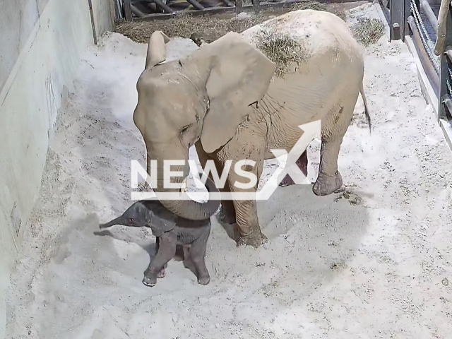 Picture shows the  African bush elephant (Loxodonta africana) Matla and the newborn at BIOPARC Valencia, Spain. 
The birth occured at 4:20 in the morning during a full moon  after a normal gestation parameter, on day 653,   she was monitored trough a non-intrusive monitoring using a camera system, on Wednesday, Nov. 8, 2022. Note: Licensed photo.   (BIOPARC Valencia/Newsflash)