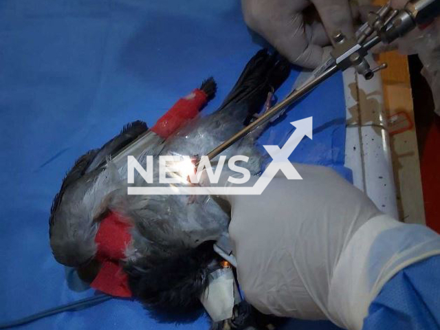 A veterinarian performs a sterilization surgery on a pigeon, in Bogota, Colombia, in November, 2022. The minimally invasive laparoscopy procedures   were developed by the District Institute for Animal Protection and Welfare (IDPYBA) and the Antonio Narino University, as  part of the framework for the care for free-roaming pigeons.
Note: Licensed photo.  (Secretaria Distrital de Ambiente/Newsflash)