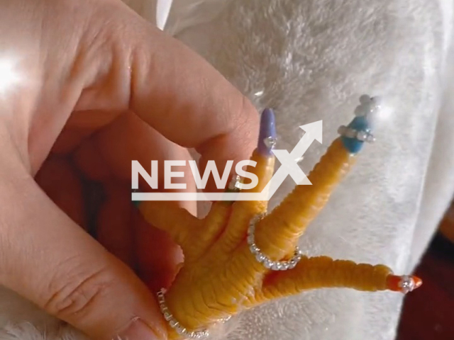 Woman does manicure on pet rooster in Shanghai, China. Note: Picture is a screenshot from a video (1435107181/AsiaWire)