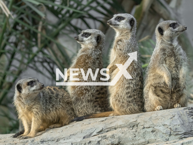 Image shows meerkats at the Vienna Zoo, Austria, undated photo. They were considered amongst the visitor's most favourite animals. Note: Licensed content. (Daniel Zupanc/Newsflash)