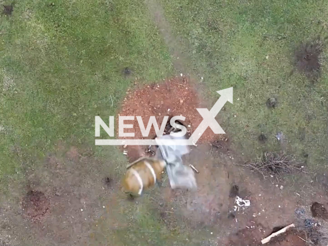 Bomb falls to Russian soldier in a dugout in a field area in Ukraine in undated photo. Special Operation Forces drone operator detected his target and dropped bomb on Russian soldier hiding in dugout. Note: Picture is a screenshot from a video (@AFUStratCom/Newsflash)