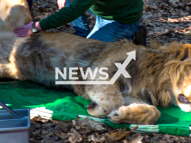 Veterinarian Henk Luten of Koninklijke Burgers' Zoo brought under anesthesia a young male lion of 1 year and 7 months old for transport to the Plock Zoo in Poland on the 3rd of March 2022.
Note: This picture is a screenshot from the video.
(Burgers' Zoo/Clipzilla)