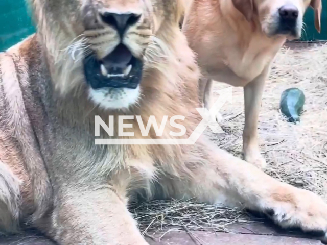 Elsa Labrador dog and Fortis lion pose in enclosure of Fortuna Zoo, Irkutsk, Russia in undated footage. Elsa, as a puppy, began to look after the lion cub Fortis, who lost his hind leg at birth. Note: Picture is a screenshot from a video (@zoogallery_irkutsk/Newsflash)