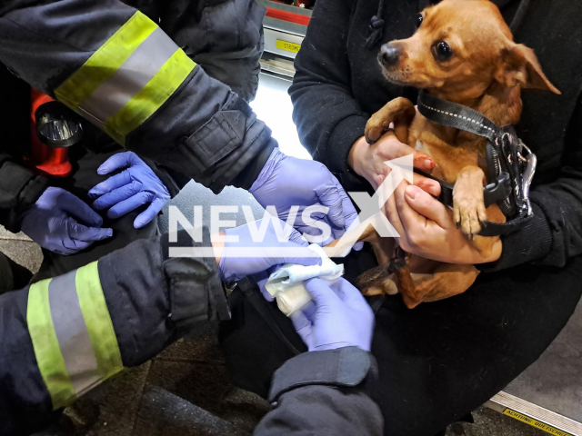 Image shows the rescue of a chihuahua, undated photo. It was saved after it got stuck in a moving escalator in the city of Vienna, Austria on Friday, Nov. 11, 2022. Note: Licensed content. (Stadt Wien, Feuerwehr/Newsflash)