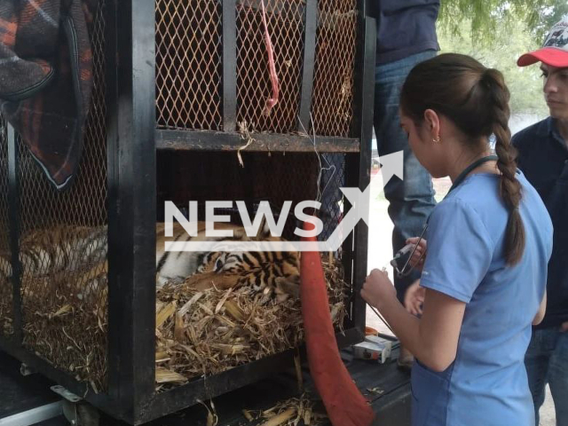 Veterinarian treats the Bengal tiger during the transfer to a Zoo, undated.
 Police discovered the female tiger  during a search  in Rioverde, Mexico, it was transferred to the Mexquitic Zoo, in San Luis Potosi, Mexico. 
Note: Police photo. (@proteccioncivil.slp/Newsflash)