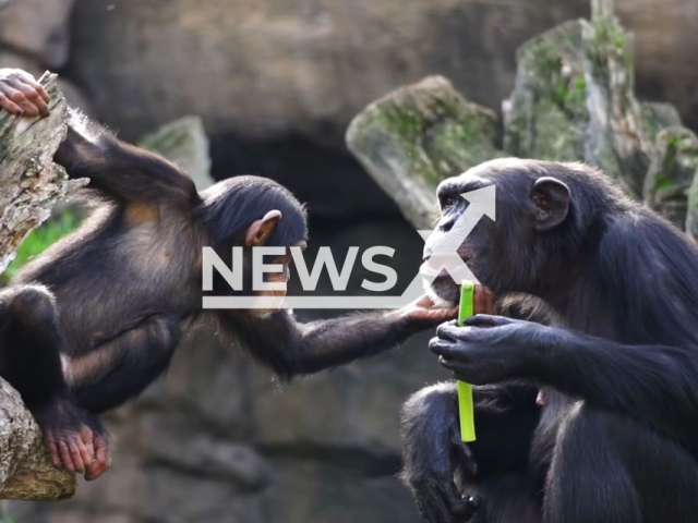 The chimpanzee Coco that died in Bioparc, Valencia in Valencia, Spain, undated.  Following Coco's death, the team had the chimpanzee tested for COVID-19 and the tests turned out negative. Note: Picture is screenshot from a video (BIOPARC Valencia/Newsflash).