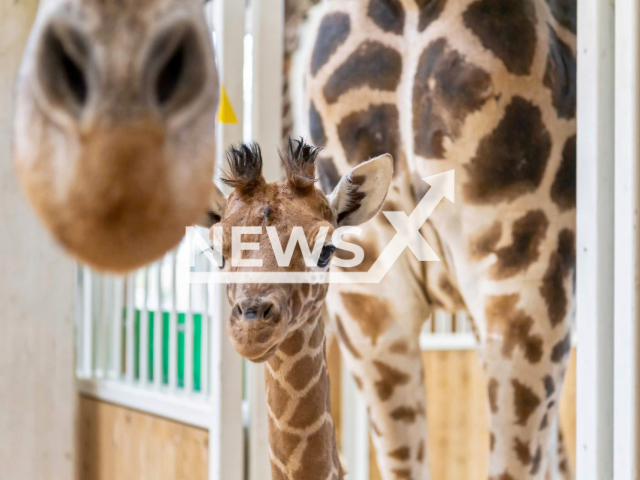 The giraffe girl named Amari, name which means 'the strong one' in the African language Yoruba. 
Note: Press release photo(Tiergarten Schonbrunn/Newsflash).