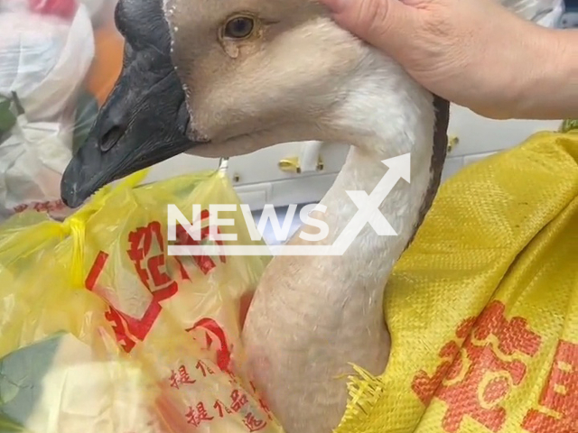 Goose sheds tears in Meishan, Sichuan in China, undated. She was about to be sent away by its owner. Note: Picture is a screenshot from a video (78577194252/AsiaWire)