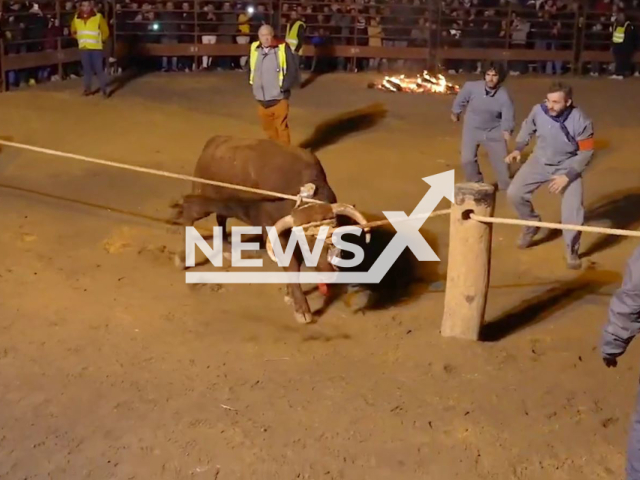 A bleeding bull  at the  Toro de Jubilo celebration in Soria, Spain. It was later set on fire and died after a blow, the organizers claim the death of the animal was due to an accident. Note: Photo is a screenshot from a video.(PACMA/Newsflash)