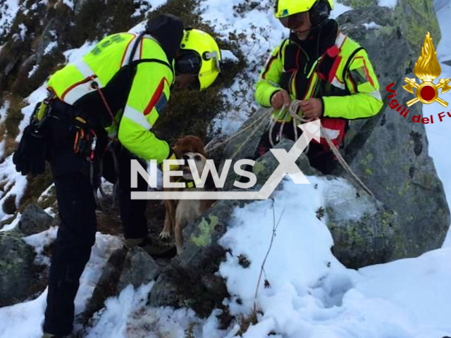 Firefighters rescue two dogs in Monte Stabio, Italy, undated. Dogs could not make their way down off a 2,500-metre-high snow-covered mountaintop. Note: Photo from the fire department.(Vigili del Fuoco/Newsflash).