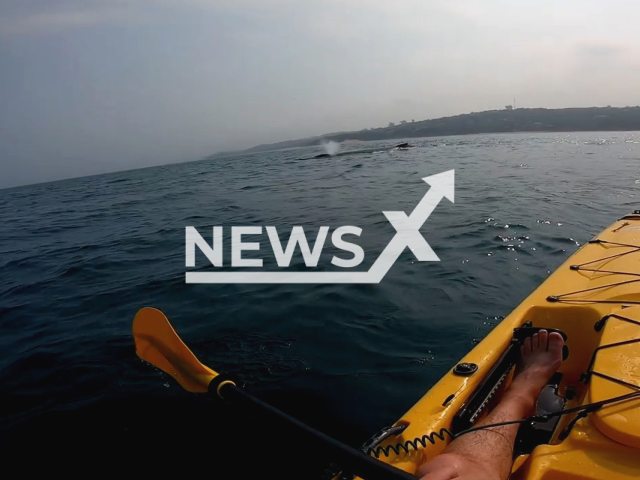 Alexander Kohler, 30, who resides in Doha, Qatar, kayaks alongside several humpback whales in South Africa, on Monday, Sept. 26, 2022. Alexander stated that he did not want to get too close because he did not want to startle the mother whale. Note: Picture is a screenshot from a video (Frame By Frame Post-Production/Newsflash)