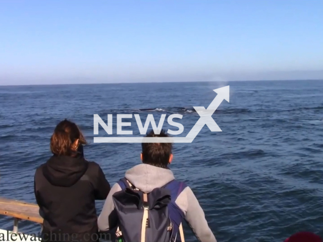 People on a boat have an encounter with a humpback whale in Monterey, California, on Wednesday, Oct. 26, 2022. Chris' Fishing and Whale Watching hosts year-round whale-watching tours. Note: Picture is a screenshot from a video (@chrisfishingandwhalewatching/Newsflash)