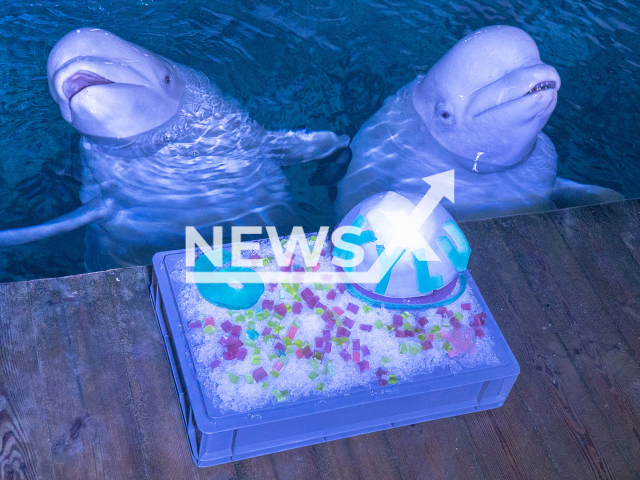 Picture  shows Kylu the beluga whale (Delphinapterus leucas), and another whale  with a cake for his 6th Birthday, undated. He celebrated his 6th birthday at the Oceanografic de Valencia, in Spain, on Tuesday, Nov. 15, 2022.  
 
Note: Licensed photo.  (Oceanografic de Valencia/Newsflash)