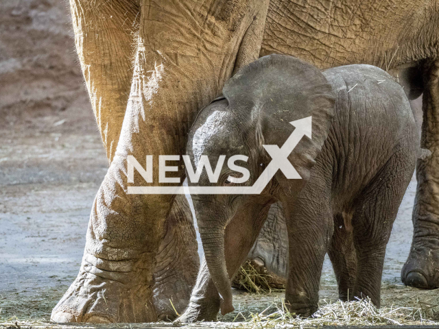 Picture shows the newborn African bush elephant (Loxodonta africana) interacting with the herd at BIOPARC Valencia, Spain, in November, 2022.  The calf and mother are doing well.  as she protected and thought the calf  species-specific behaviour, during its first week.
 Note: Licensed photo. (BIOPARC Valencia/Newsflash)