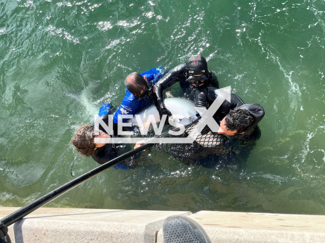 The technicians from the Oceanografic Foundation rescue a disoriented 2.5-metere male blue shark (Prionace glauca) in Valencia, Spain, on Tuesday, Nov. 15, 2022. It appeared at the dock of a yacht club, the team evaluated  it then  returned it to the open sea, because it did not need treatment. 
 Note: Licensed photo.  (Oceanografic Valencia/Newsflash
)