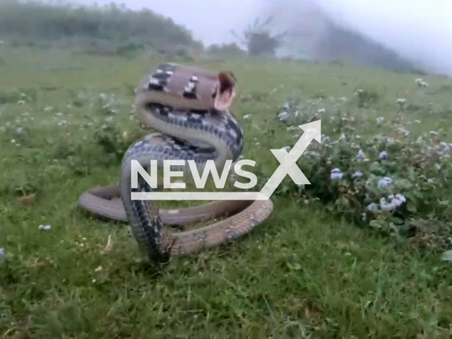 Picture shows a Coelognathus radiatus, commonly known as Copperhead Rat Snake, in undated footage. The snake was aggressive after being released back into the wild. Note: Picture is a screenshot from a video (@wild_whisperer/Newsflash)