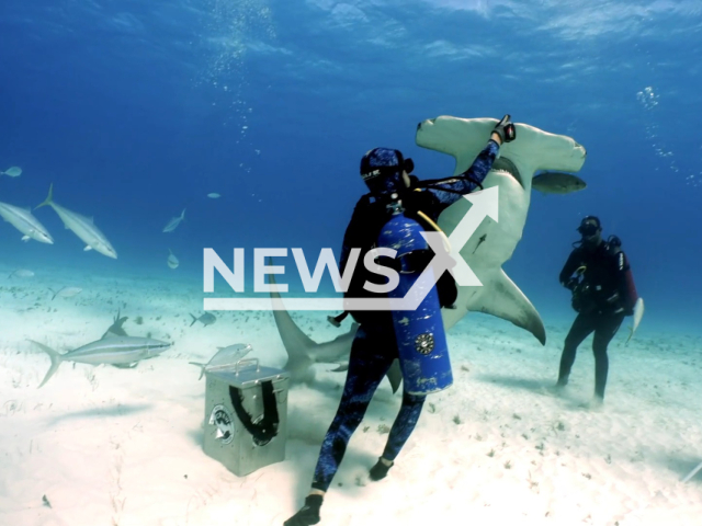 Dan Abbott's friend, Logan, who works with Bimini Scuba Center in Bimini, feeds a hammerhead shark in Bimini, Bahamas in undated footage. According to Dan, the feeling of being so close to a shark tends to be humbling and often awe-inspiring. Note: Picture is a screenshot from a video (@sharkman_dan/Newsflash)