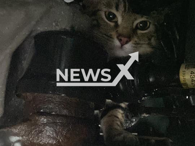 The cat that West Seneca police rescued from an engine, while it was still stuck in March 2022.
Note: Police photo(West Seneca Police Department/Newsflash).