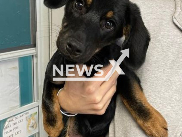 The dog that the two suspects drop off a bridge in Sault Ste. Marie, Michigan, USA on Wednesday, Nov 16, 2022. The puppy was rescued later by police officers. Note: Police photo. (@SaultPD/Newsflash)