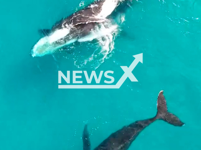 Whales take a break with their calves, on their long swim toward the Antarctic, in Dunsborough, Australia, in October 2022. David Alphonso used a Mavic 2 to record the whales. Note: Picture is screenshot from a video (@fonzyfotos/Newsflash).