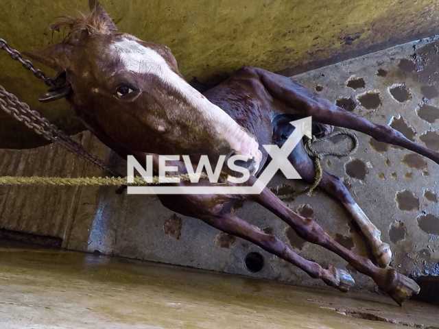 Picture shows a tied up horse at a slaughterhouse in Arriaga, Mexico.   An investigation by Igualdad Animal showed choking, electric shocks and beatings with sticks are daily practices  at a slaughterhouse for horse meat. 
Note: Licensed photo.  (Igualdad Animal/Newsflash)