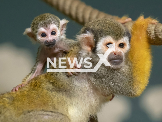 Image shows a squirrel monkey with its offspring, undated photo. The Tiergarten Schoenbrunn Zoo in Vienna, Austria celebrated its 270th anniversary. Note: Licensed content. (Daniel Zupanc/Newsflash)