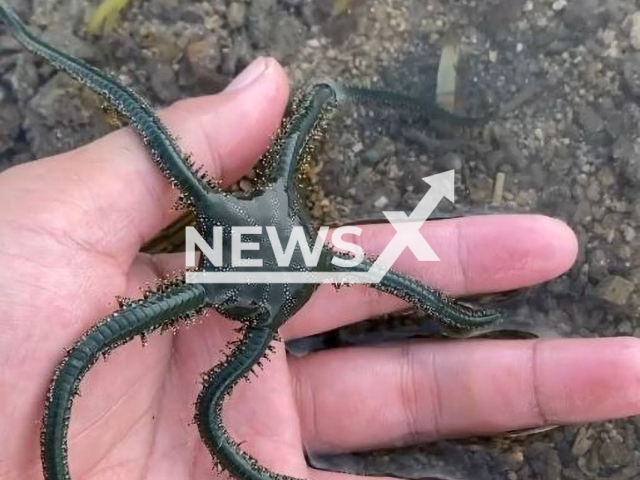 Maulyadi Salasanto, known on social media as Peter or Pelacak Alam, shows a green brittle star, in Bali, Indonesia, on Saturday, April 30, 2022. The animal is scientifically known as Ophiarachna incrassata. Note: Photo is a screenshot from a video(@melacakalam/Newsflash).