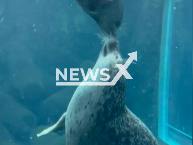 A pair of seals swim together in Japan. Note: Photo is a screenshot from the video (@gacchirika/Clipzilla)