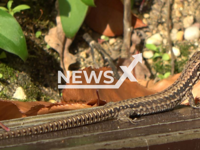 Picture shows a Common wall lizard (Podarcis muralis), undated.   In Stuttgart, Germany,  106 trees  have to be cut down because lizards need a place to sunbathe in a substitute habitat created for the protection of the species. 
Note: Photo is a screenshot from a video. (Newsflash)