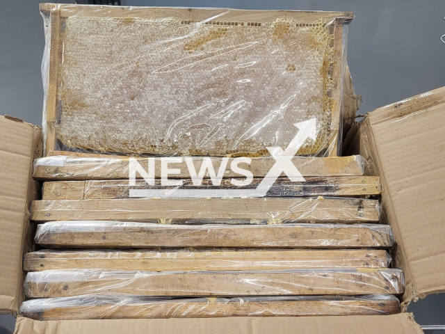 Image shows some of the honey combs that were seized by customs in Stuttgart, Germany, undated photo. Officers seized more than 400 kilogrammes (882 lbs) of honey in October, 2022. Note: Licensed content. (Hauptzollamt Stuttgart/Newsflash)