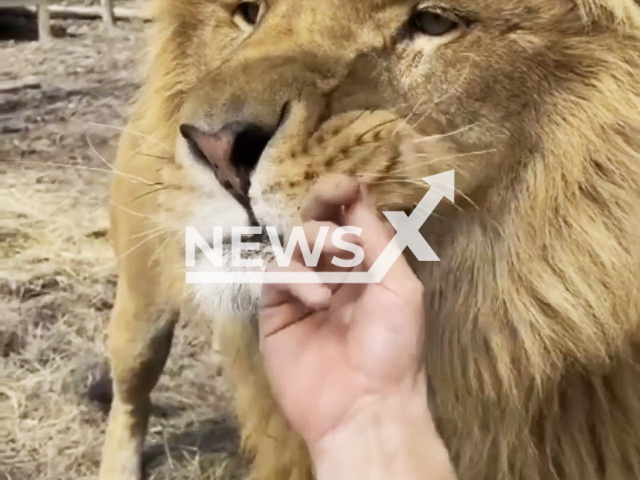 James Smith, 35, teases Thanos, a 4-year-old lion, at Wild Animal Adventure, located in Stanton, Missouri, in undated footage. According to James, being close with wild animals is like winning the lottery every day. Note: Picture is a screenshot from a video (@liondad_1987/Newsflash)