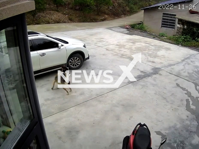 Dog pushes the child away from the car when father starts it in Hunan, China, Saturday, Nov. 26, 2022. The boy was about to come closer to the vehicle when he was prevented by the animal. Note: Picture is screenshot from a video (580266180/AsiaWire).