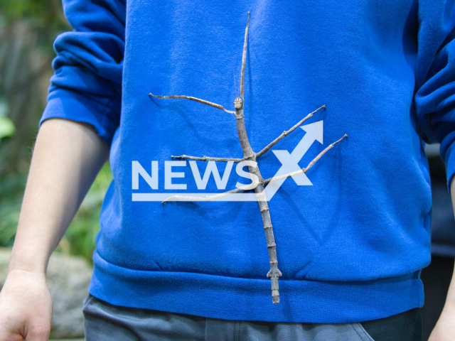 Image shows a stick insect, undated photo. The Zurich Zoo in Switzerland raised awareness against the global insect biodiversity loss on Wednesday, Nov. 23, 2022. Note: Licensed content. (Zoo Zurich, Rita Schlegel/Newsflash)