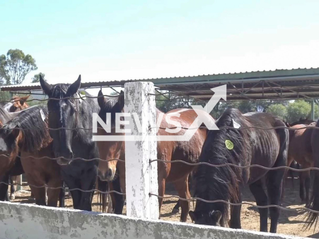 Horses wait to be slaughtered in a slaughterhouse in Zacatecas, Mexico, undated. Animal Equality shows through an undercover investigation the export of horses from the US to Mexico to be slaughtered and destined for human consumption, the practice is prohibited in the USA since 2007.
 Note: Picture is screenshot from a video (Igualdad Animal/Newsflash).