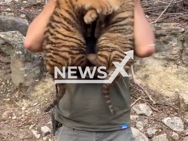 Safari Aitana employee cuddles with tiger cubs, Buddha and Sumo, in Safari Aitana, in the municipality of Penaguila, located in Alicante, Spain, in October, 2022.  The cubs are about 1.5 months old. Note: Picture is a screenshot from a video (@safariaitana/Newsflash)