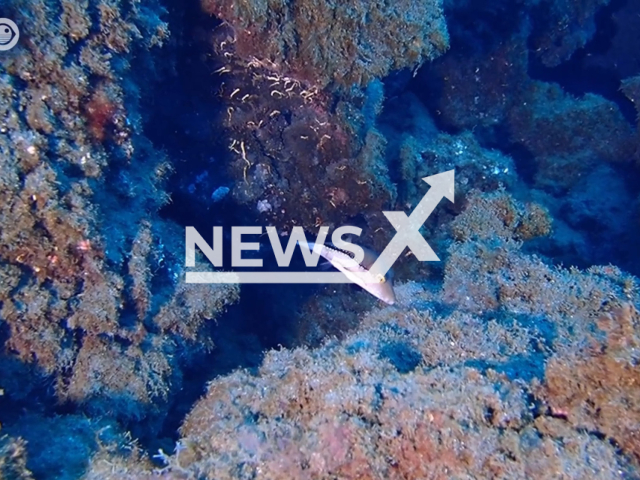 Picture shows the   maritime activity in the area of the eruption of the La Palma volcano, in Spain, almost a year after the eruption, undated.   More than 50 scientists have completed the first season of comprehensive monitoring of habitats and protected species on the Spanish coast for  a conservation campaign on the island of La Palma. Note: Picture is a screenshot from a video (CSIC/Newsflash)