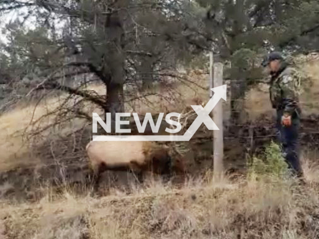 The injured elk takes an aggressive stance against its rescuer who cut it free after it got trapped in heavy wire in Mitchell, Oregon, USA, undated. This Bull Elk was not as appreciative of being rescued as usually is expected. Note: The photo is a screenshot from a video. (Oregon State Police/Newsflash).