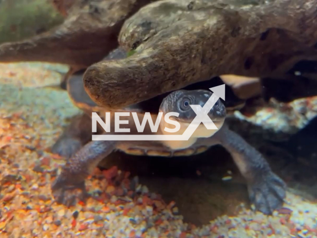 Snake-necked turtle exercises its long neck as it gobbles down on some delicious plankton at a Newport Aquarium in Kentucky, USA, undated. The New Guinea snake-necked turtle is a species of turtle that spends most of its life living in freshwater bodies of water and jungle rivers. Note: The photo is a screenshot from a video. (Newport Aquarium/Newsflash).