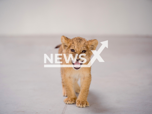 Lion cub rescued from war in Ukraine at the Poznan Zoo, undated. The four lion cubs were  rescued from Odessa, Ukraine, and were flown from Poland after being recued to a sanctuary in Sandstone, Minnesota, USA. 

Note: Licensed photo.  (Holly-Marie Cato/ Newsflash)