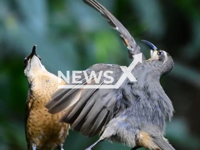 Juvenile male Victoria rifle bird failed to impress this female while practicing the mating dance. Note: Picture is a screenshot from a video (@travelandwildlifephotography/Newsflash)