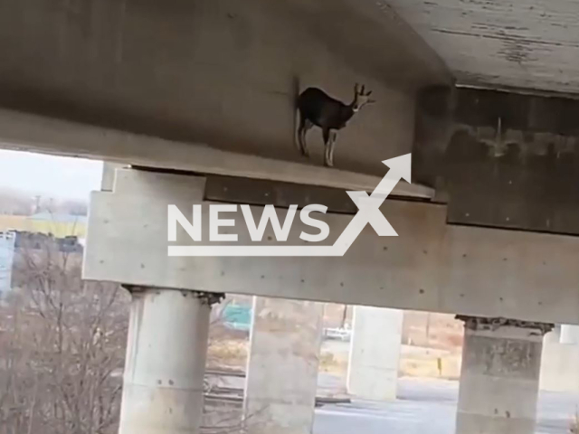 Loose goat standing on a bridge in Lincoln, Nebraska, USA in undated photo. The goat was caught by Lincoln Animal Control rescuers after weeks of failed attempts and taken to the CHS. Note: Photo is screenshot from a video (Lincoln Animal Control/Newsflash).